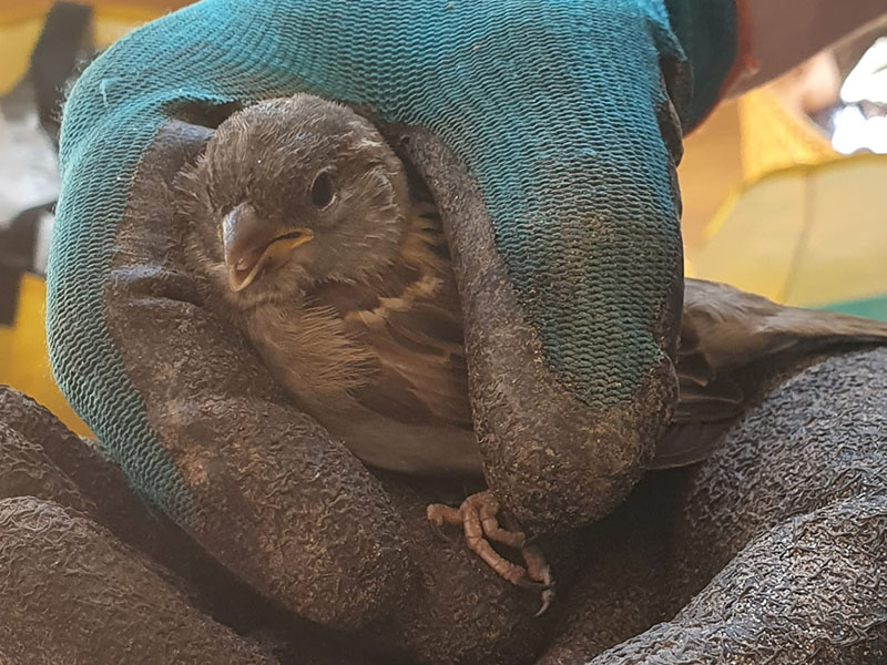 natuurlijke vijand bladluis biologisch bestrijden mussen huismussen haagmussen musjes vogeltjes vogels