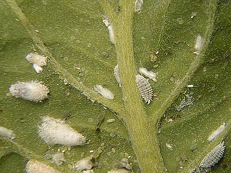 witte bladluis bladluizen wolluis wolluizen op mijn planten blad bestrijden wolluisjes