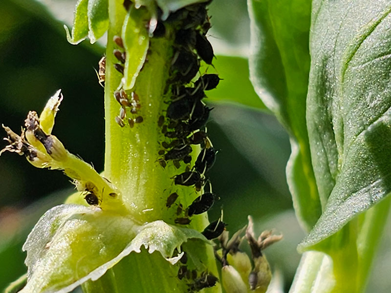 zwarte dopluis zwarte luis bladluis bladluizen zwarte dopluizen tuinbonen