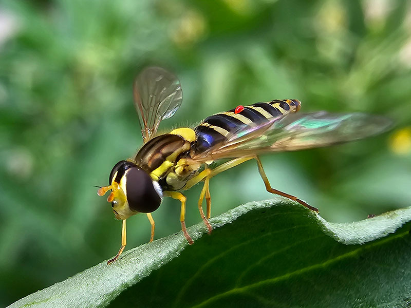 zweefvlieg close-up dichtbij insecten vliegen wespen