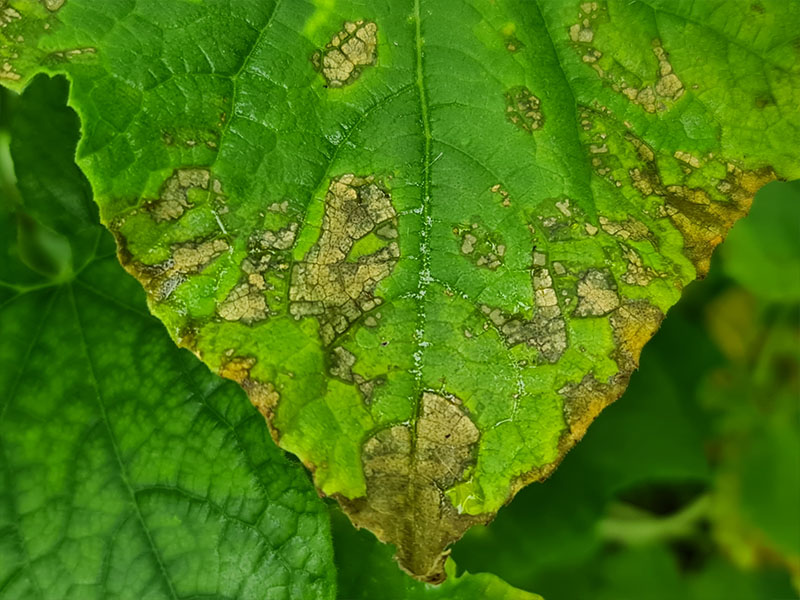 voorbeeld mozaïekvirus bij planten