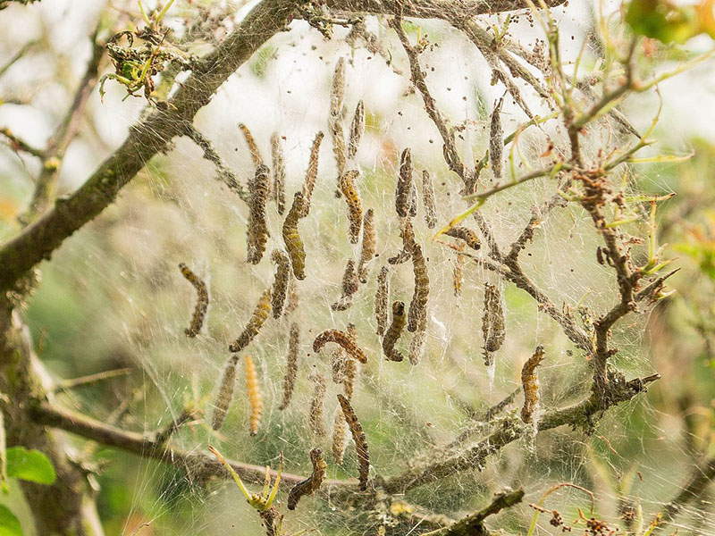 voorbeeld rupsen bij planten