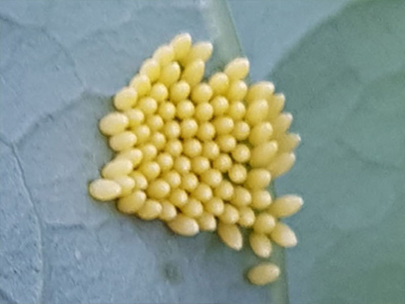 voorbeeld eitjes koolwitje op bladeren bij planten