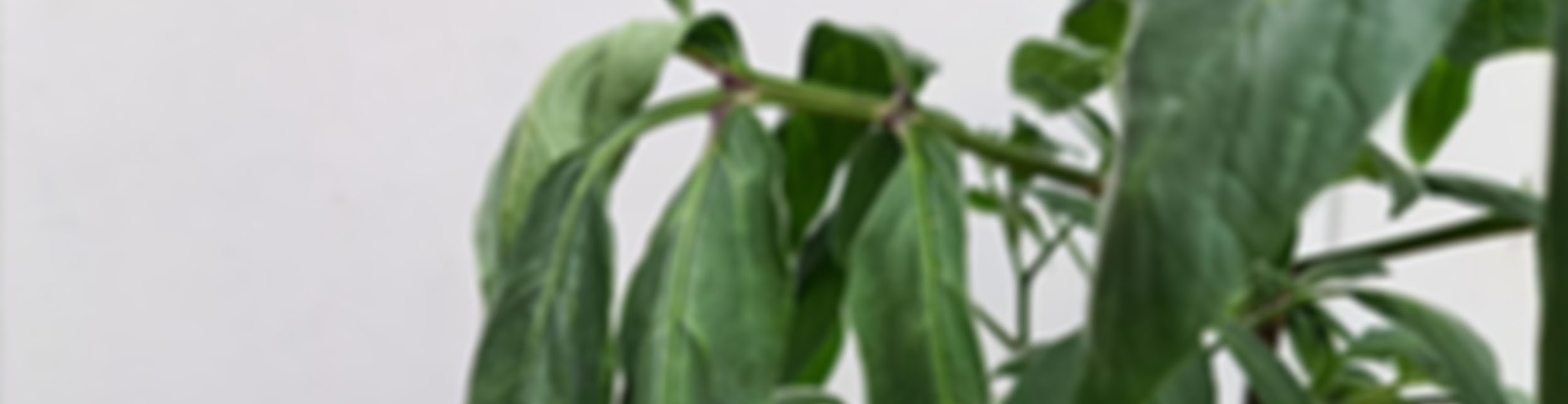 plant banner