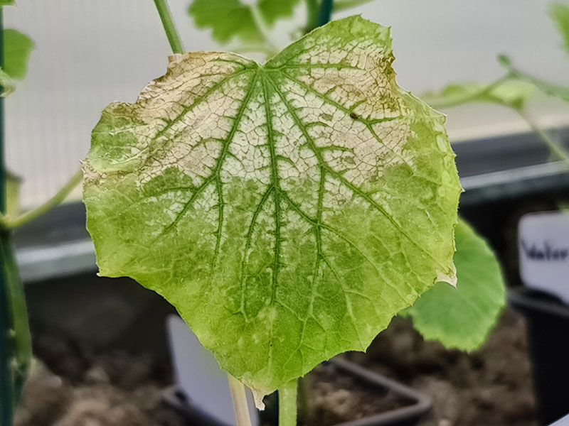 voorbeeld zonnebrand bij blaadjes van planten