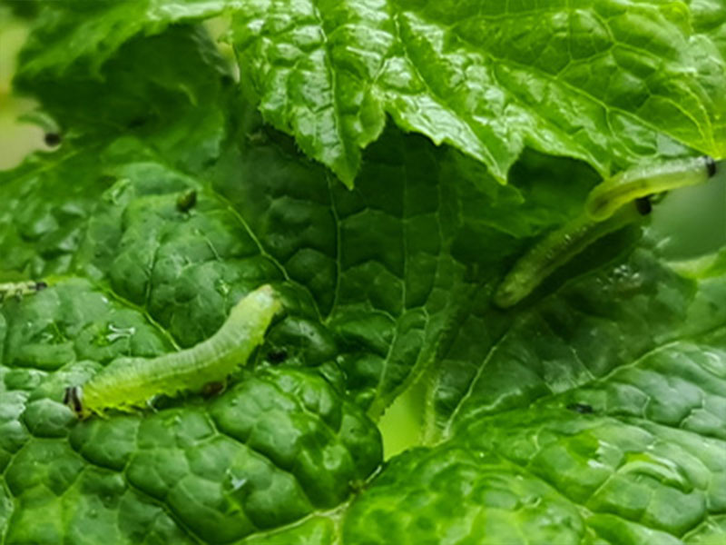 groene rupsen bladnerf koolwitje bladnerven nerven aderen bladrupsen