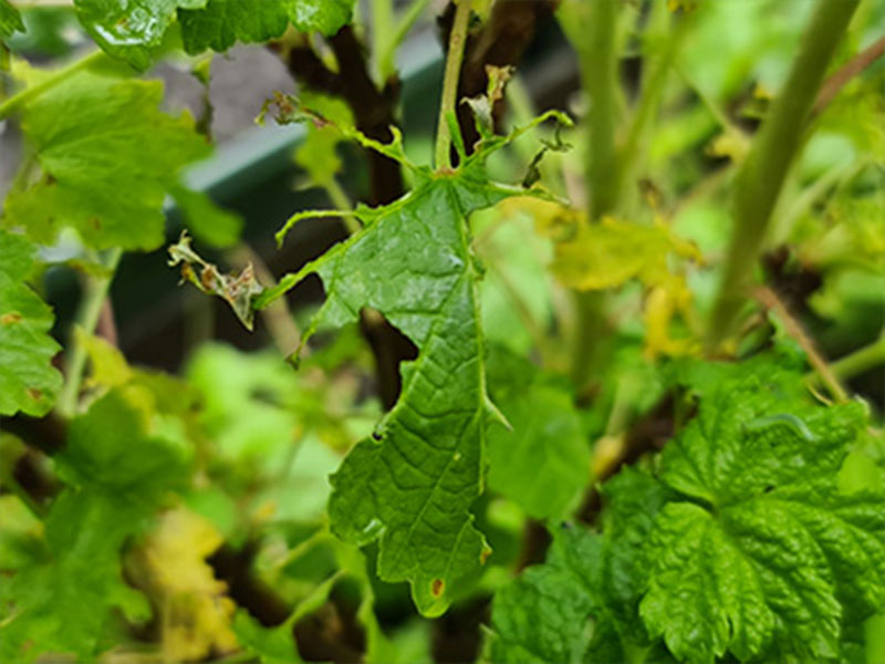 rupsenvraat vraat door rupsen vraat rupsen vlinders kruisbessenstruik kruisbes rupsjes gaten in blad schade