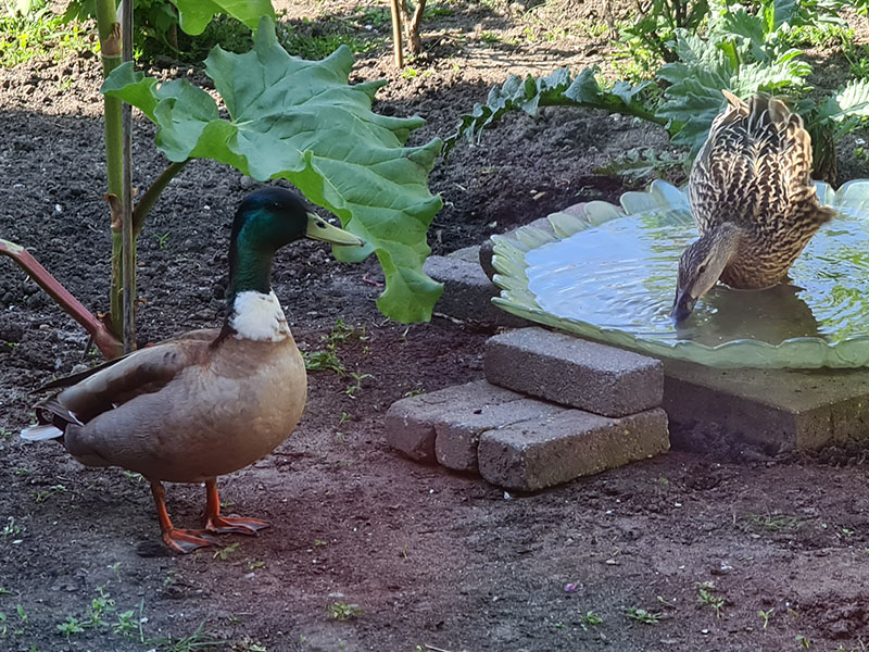 slakken bestrijden zaailingen beschermen natuurlijke vijanden eenden