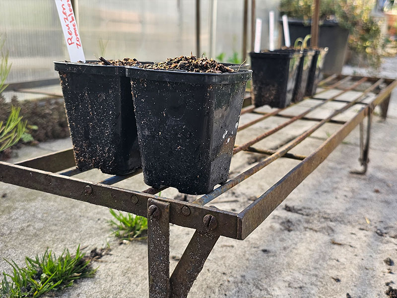 tegen slakken voorkomen opeten zaailingen beschermen plantjes