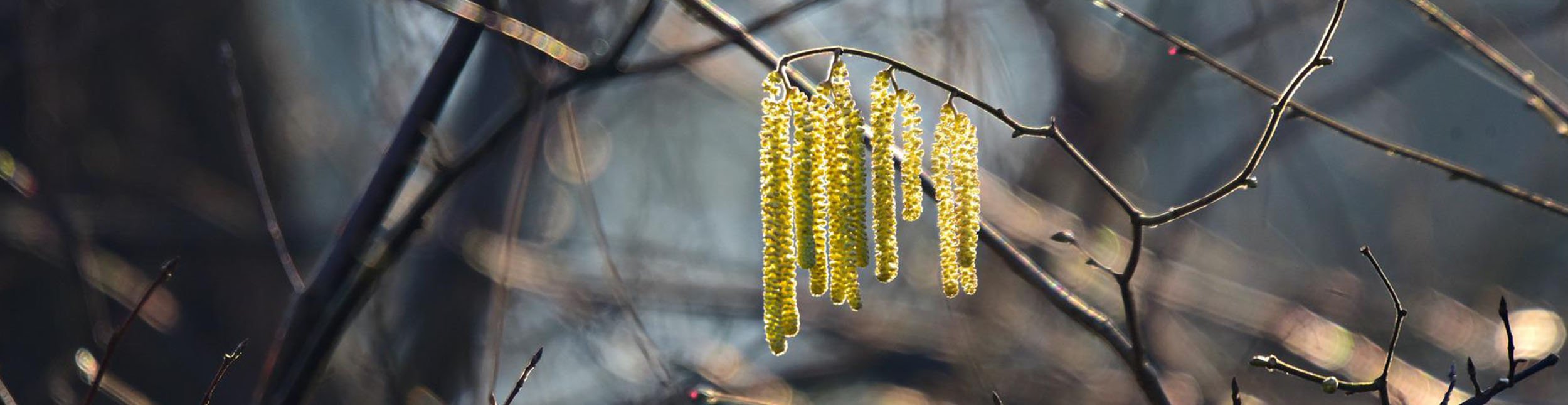 plant banner