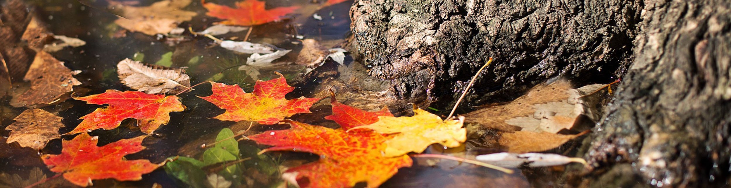blog category banner