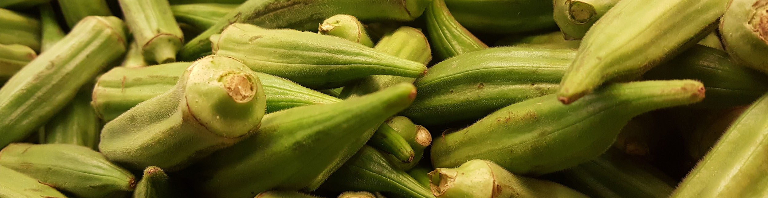 plant banner