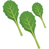 bladgewassen bladgroenten salade