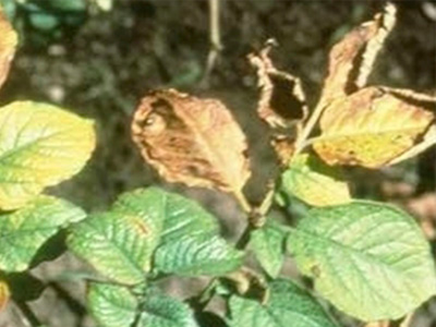 probleemoplosser blad donkerbruin afbeelding