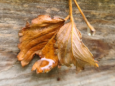 probleemoplosser blad verdord bruin afbeelding