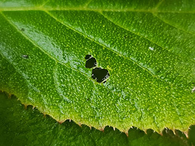 probleemoplosser blad kleine gaatjes afbeelding