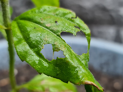 probleemoplosser blad grote happen afbeelding