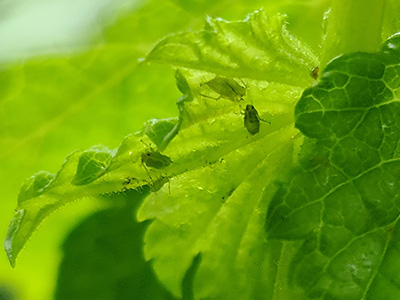 probleemoplosser blad ongedierte bladluis afbeelding