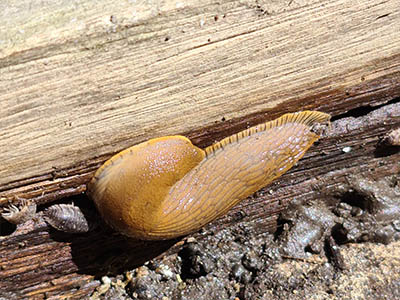 probleemoplosser blad ongedierte slakken afbeelding