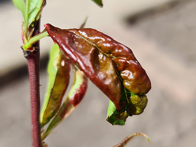 probleemoplosser blad rood gekruld afbeelding