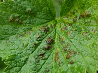 probleemoplosser blad bobbels afbeelding