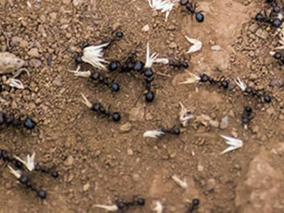 probleemoplosser bodem mieren afbeelding