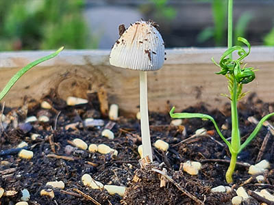 probleemoplosser bodem paddenstoelen afbeelding