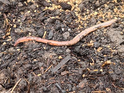 probleemoplosser bodem regenworm afbeelding