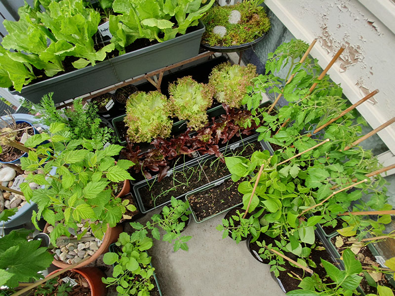 eetbare planten in plantenbakken op het balkon