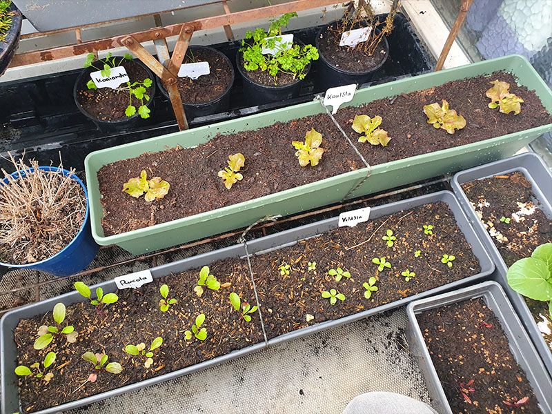 moestuin in plantenbakken op het balkon