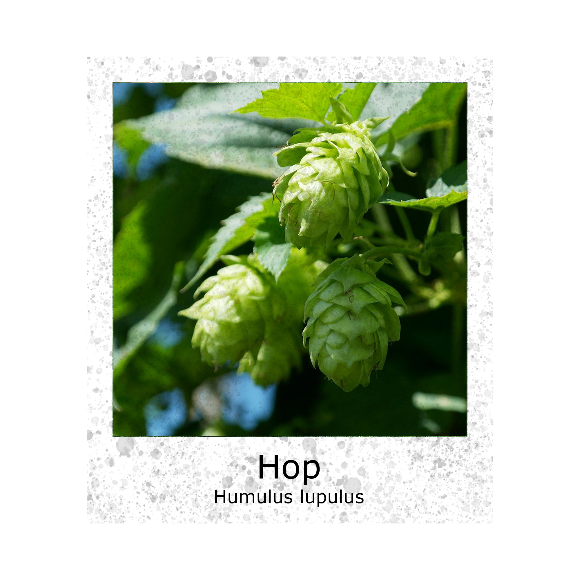 Saflax - Kweek Set - Geneeskrachtige Kruiden - Echte Hop - 50 Zaden %e2%80%93 Humulus Lupulus Saflax - Kweek Set - Geneeskrachtige Kruiden - Echte Hop - 50 Zaden %e2%80%93 Humulus Lupulus