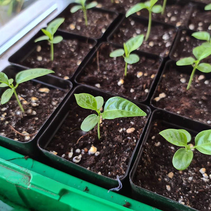 moestuin beginnen